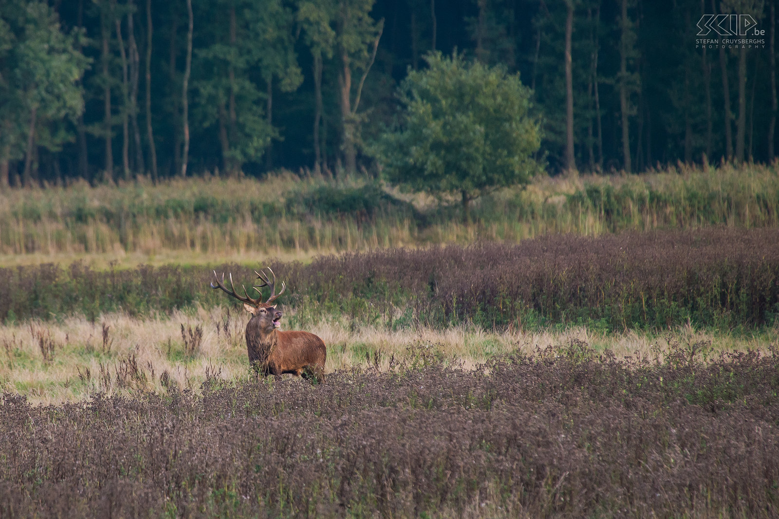 Edelhertenbronst Dominante mannetjes volgen groepen van wel 20 hindes tijdens de bronsttijd. Mannetjes verkrijgen hun dominante positie door te vechten met andere mannetjes en door hun indrukwekkende burlen. Stefan Cruysberghs